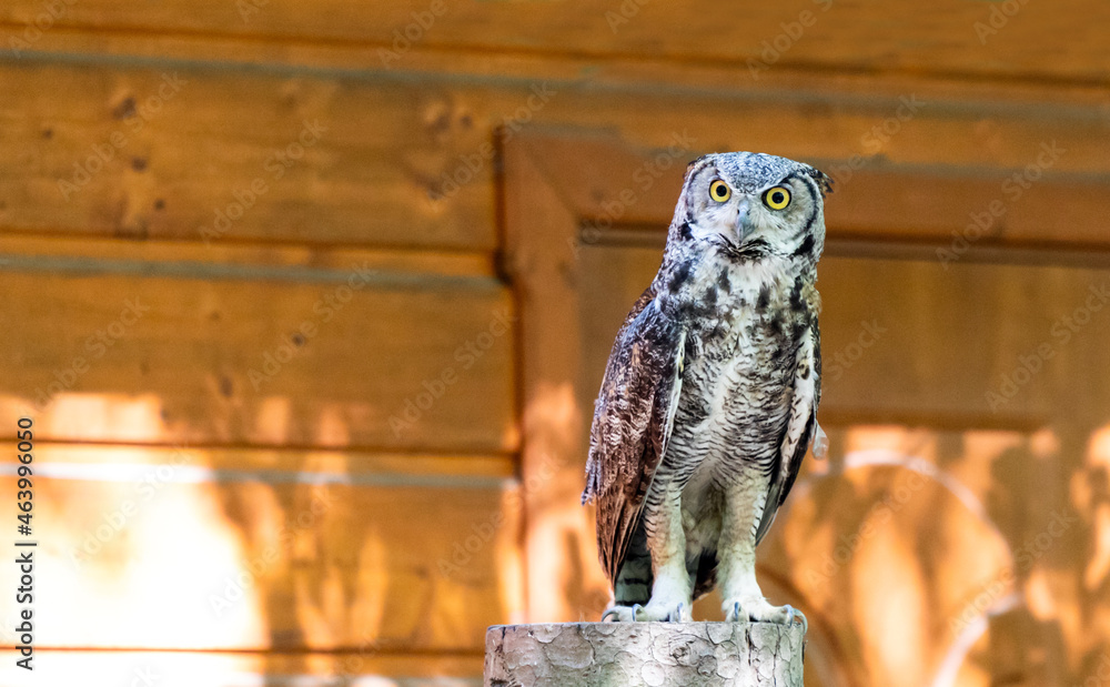 大角猫头鹰坐在树干上Bubo virginianus