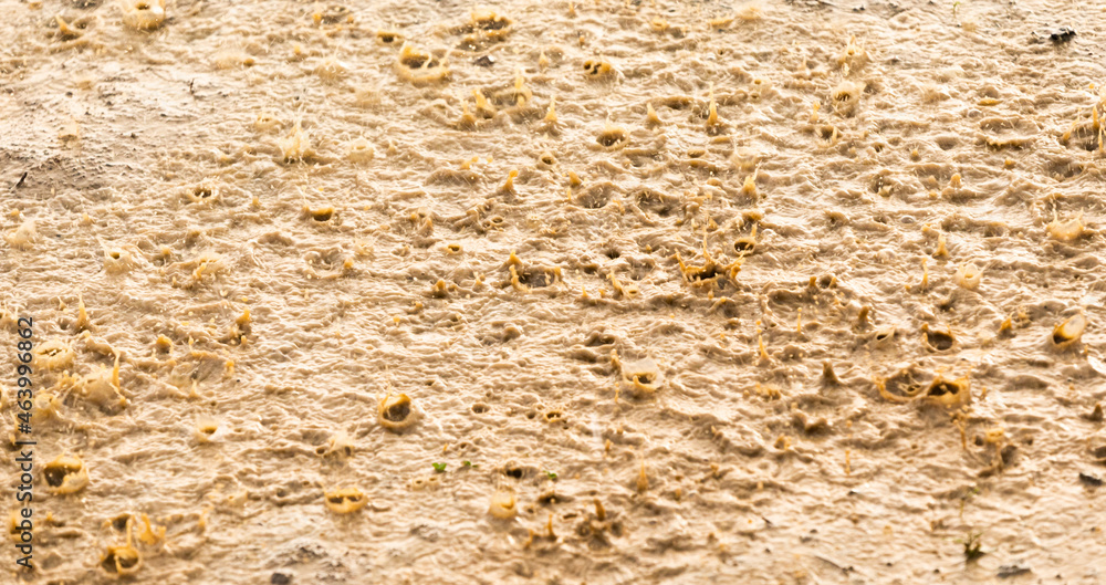 Water rain droplet splashes in puddle on ground