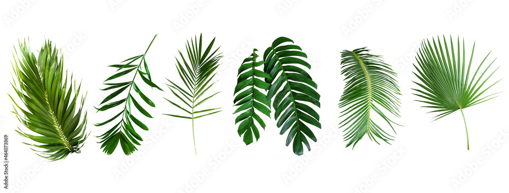 Beautiful green palm leaf isolated on white background with for design elements, tropical leaf, summ