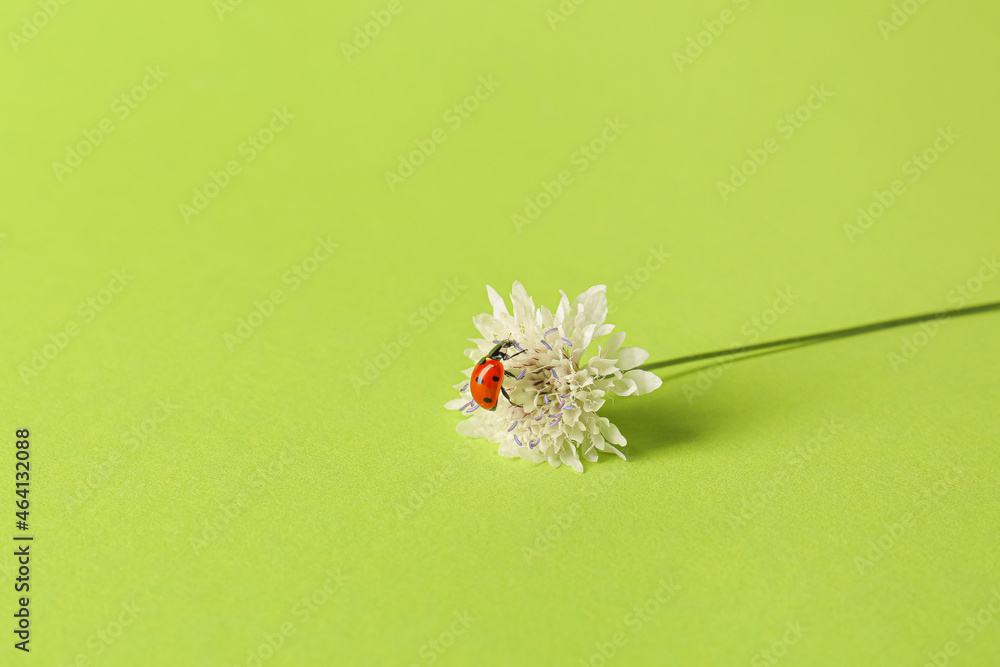 Beautiful flower and ladybug on green background