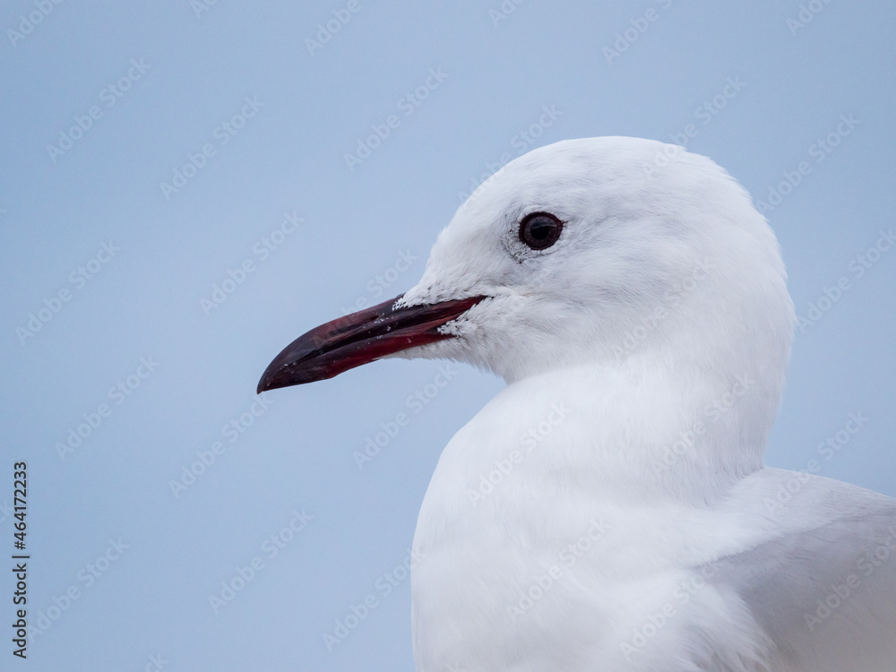 哈特劳布斯海鸥或帝王鸥（Chroicocephalus hartlaubii）肖像。赫尔曼。鲸鱼海岸。Overberg。