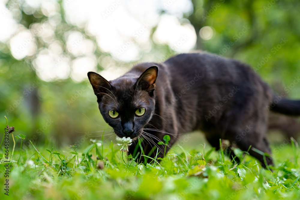 有趣的可爱小猫在操场上玩耍。迷人的小猫在草地上行走。