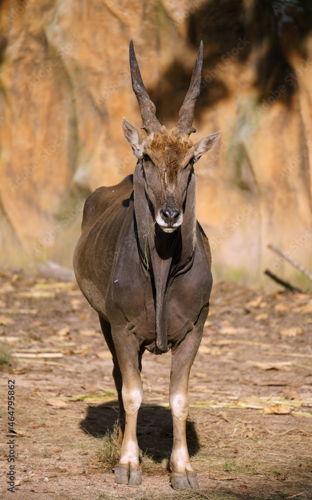 male eland in zoo