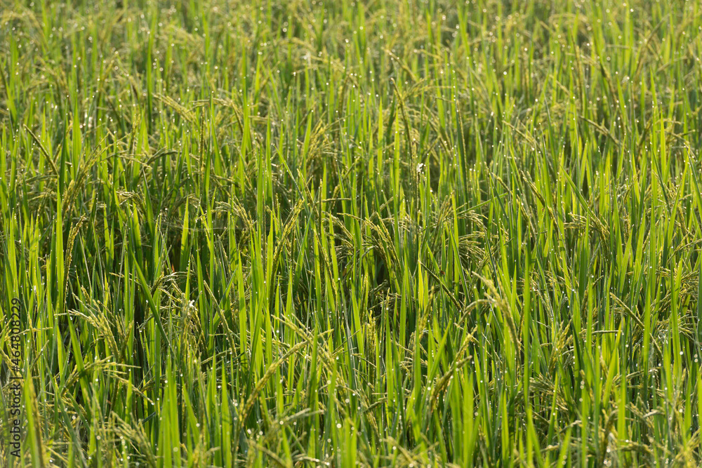 Rice field Background,Rice plants in paddy field