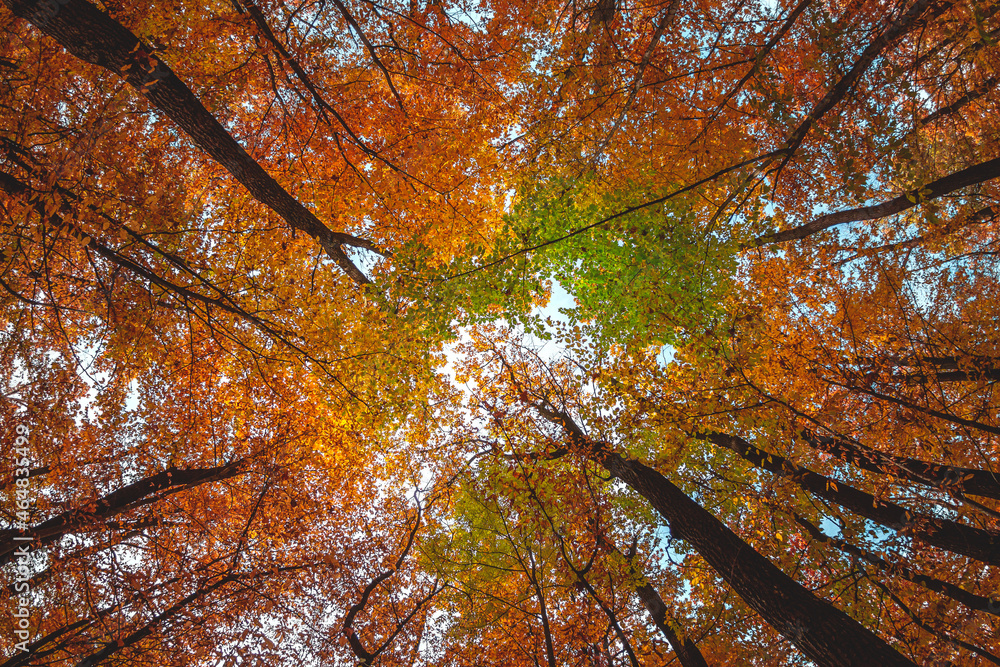 Wide angle upwards shot in a forest, magnificent view to the colorful canopy with autumn foliage col