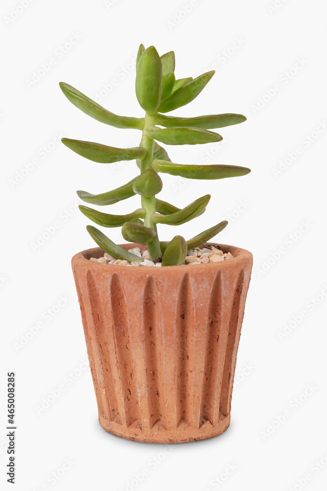 Succulent plant in a terracotta pot home decor object