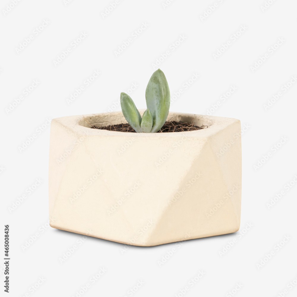 Succulent plant in a cute pot