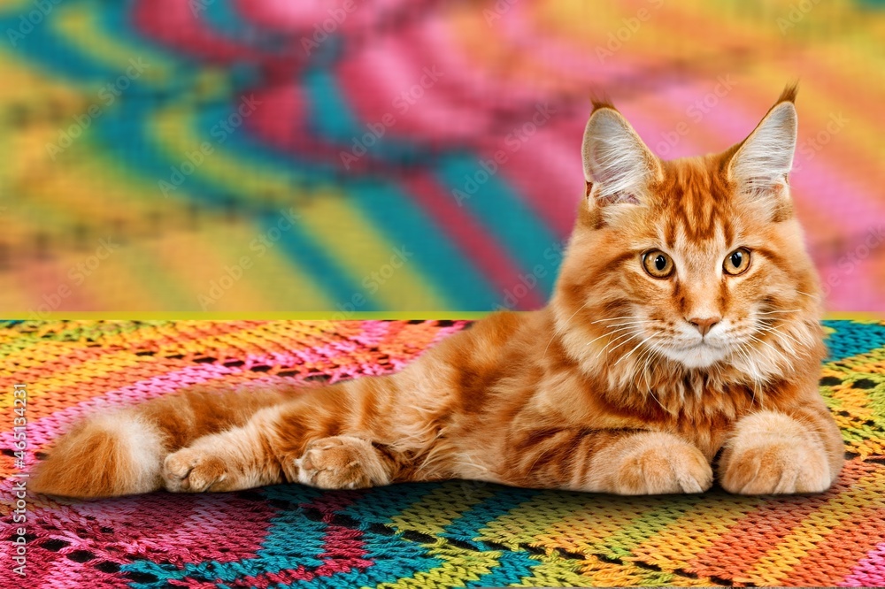 Cute domestic cat is lying on a sofa at home