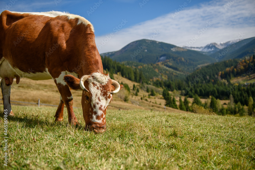 Brown cow on pasture in mountains