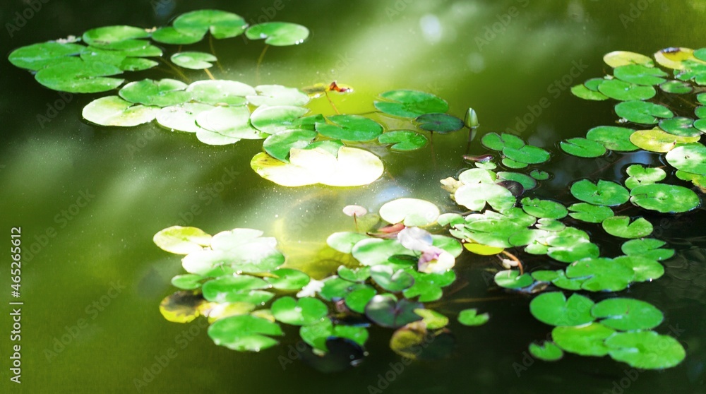 Leaves of Water Lily