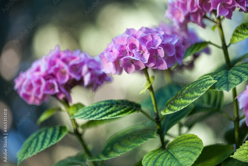 英国夏季花园里的天竺葵开花，蜜蜂在收集花粉