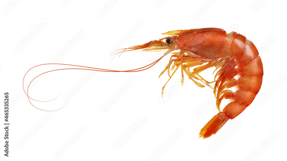 Fresh cooked shrimp isolated on white.