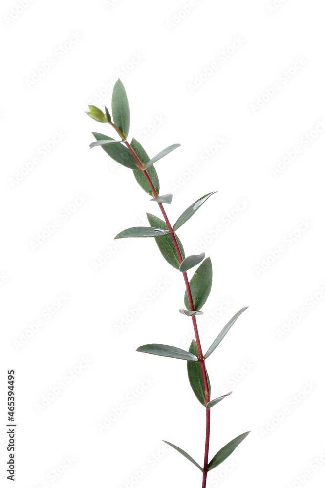 Green eucalyptus branch on white background