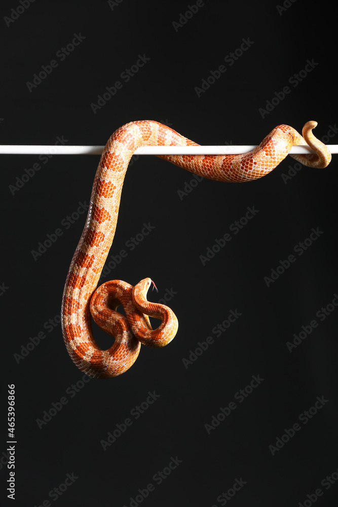 Corn snake on black background