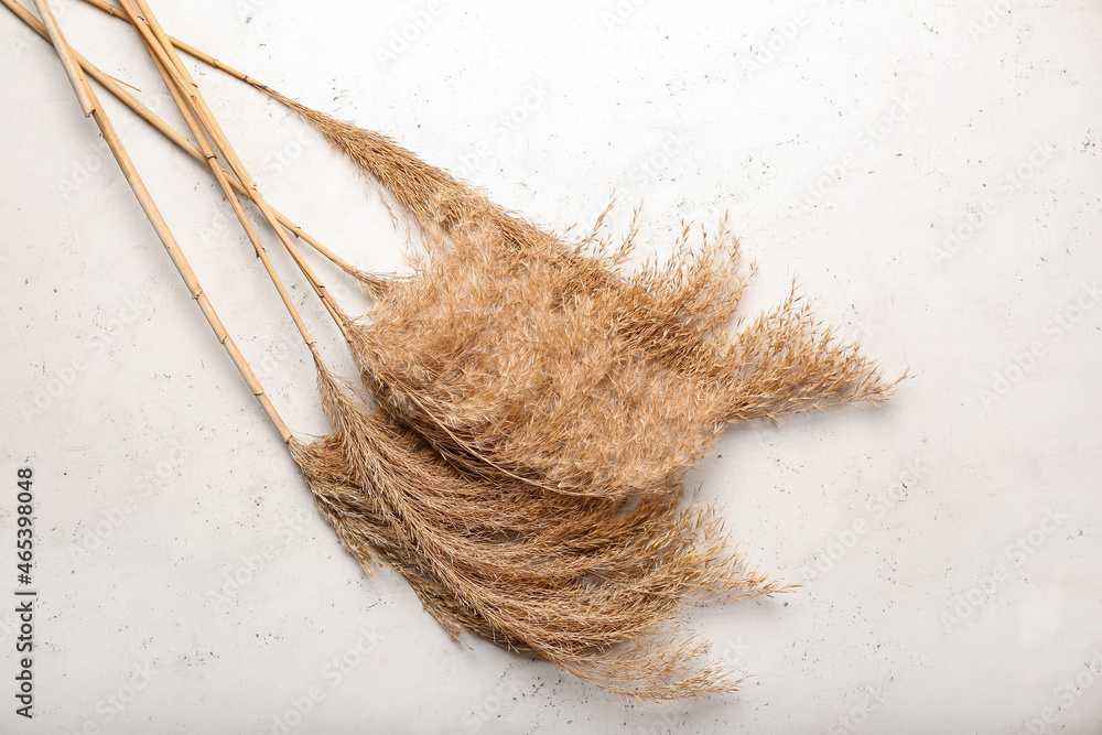 Bouquet of dry reeds on light background