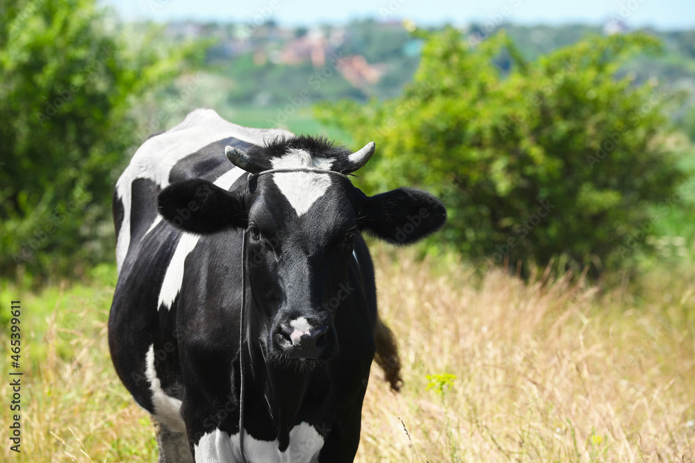 Cute cow in field on summer day