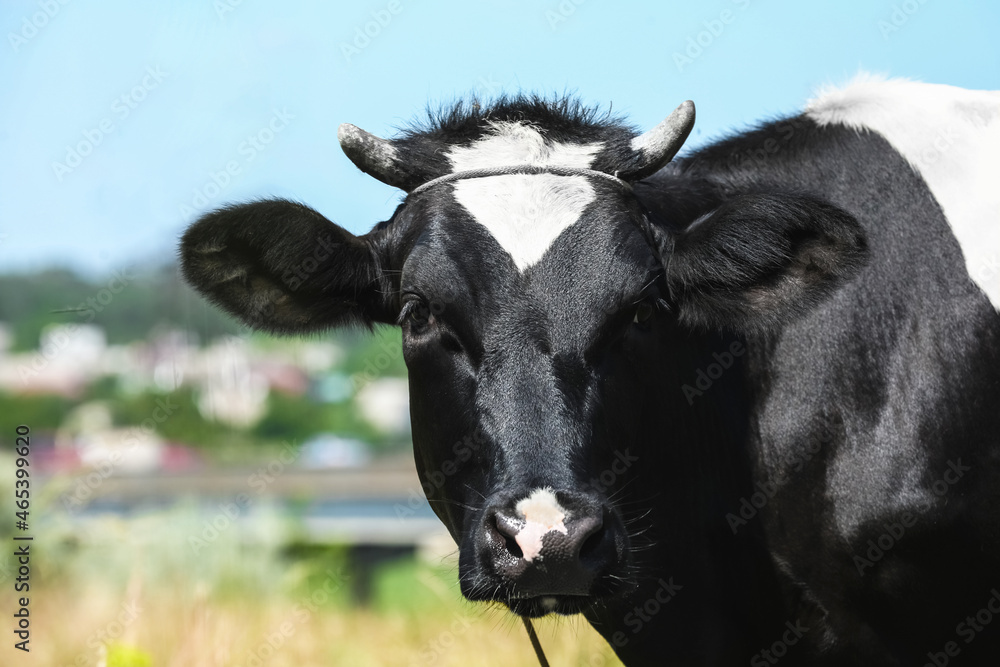 Cute cow in field on summer day