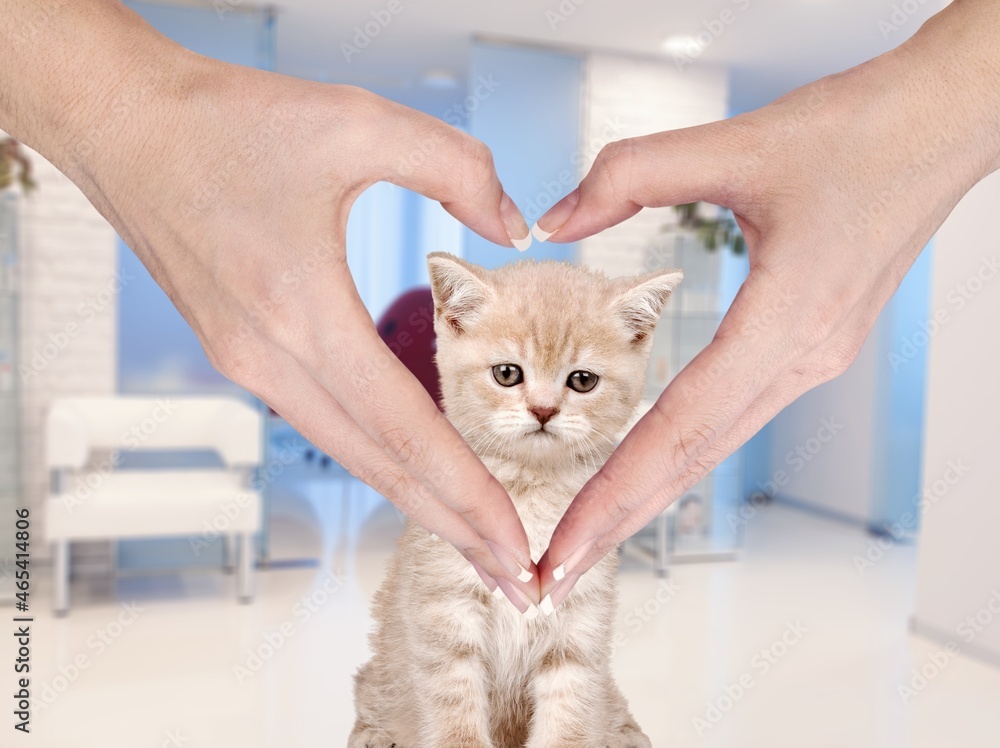 Woman holding her fluffy cute cat face and making a heart shape with her hands.