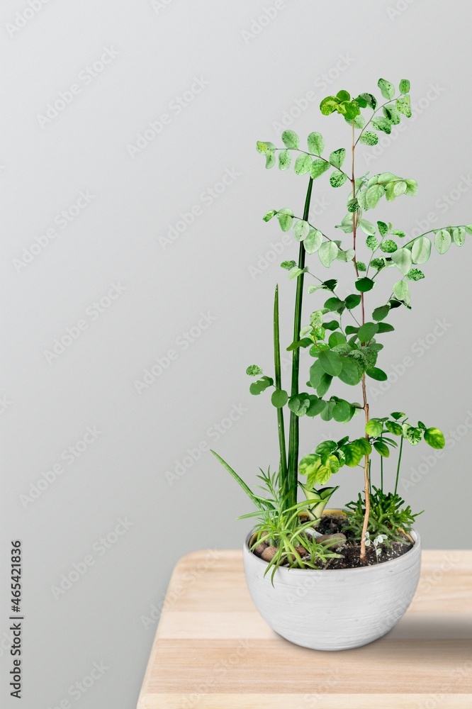 A plant flower in a ceramic pot stands on the table at home.