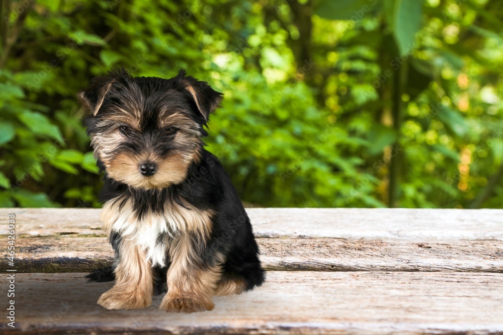 Small puppy sitting in the grass. Beautiful small dog with fluffy fur.