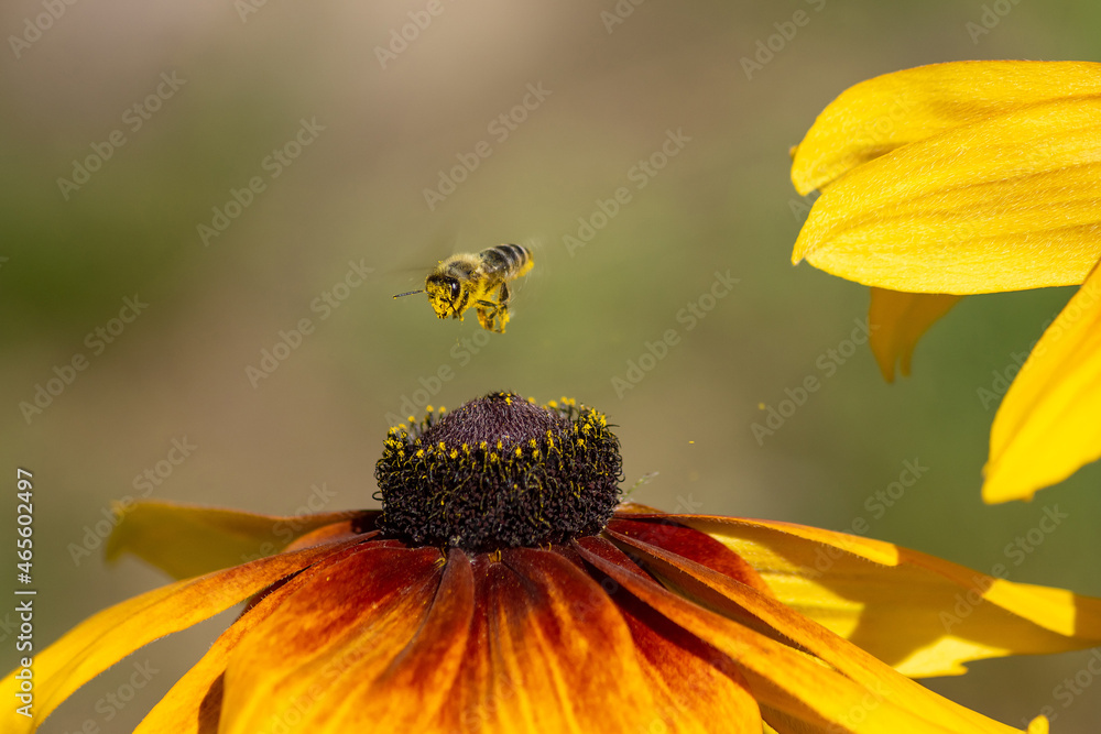 bee on flower