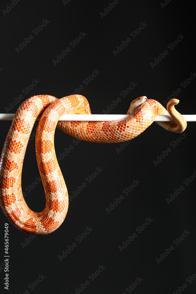 Corn snake on black background