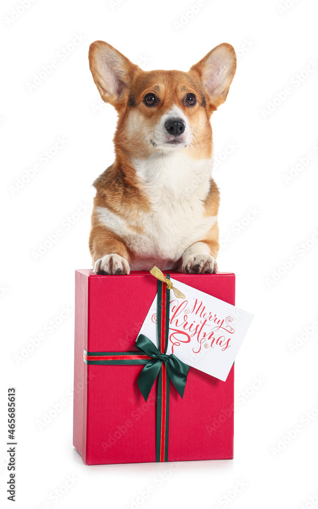 Cute Corgi dog with Christmas gift on white background