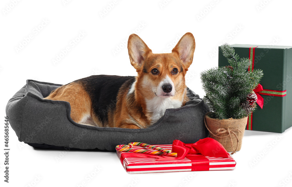 Cute Corgi dog with pet bed and Christmas gifts on white background