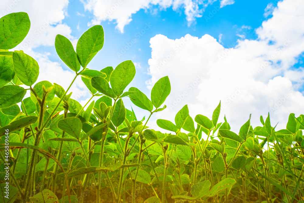 Endless field with soybeans. Eco friendly agriculture modern ideas. Harvesting. Soya bean sprout gro