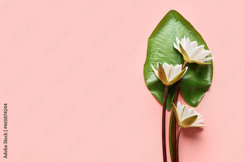 Beautiful white lotus flowers and green leaf on color background