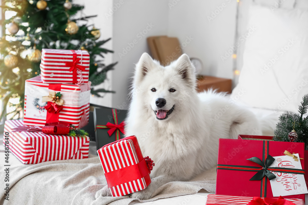 Cute Samoyed dog with Christmas gifts at home