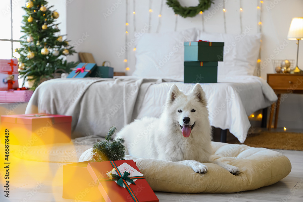 Cute Samoyed dog with pet bed and Christmas gifts at home