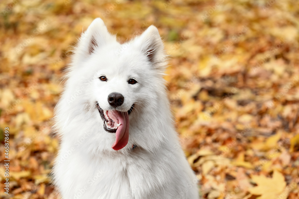 White Samoyed dog in autumn park, closeup