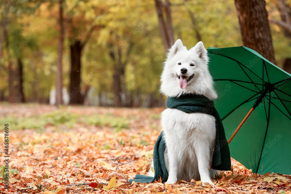 白色萨摩耶犬在秋季公园的绿色雨伞旁戴着围巾