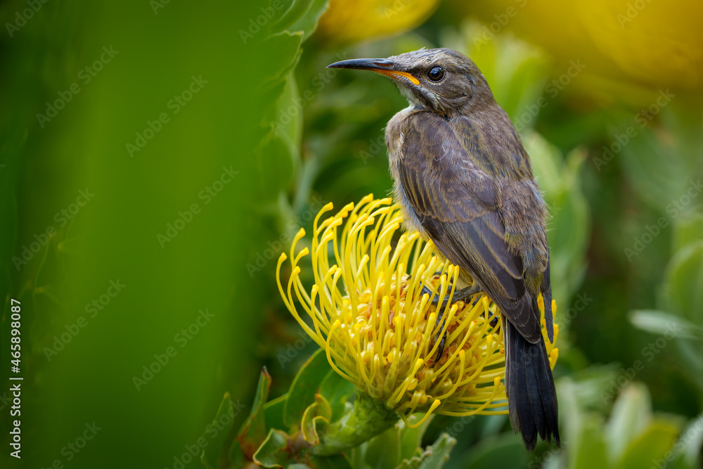 Leucospermum花上的Cape Sugarbird（Promerops cafer）。悬崖小径，赫尔曼，鲸鱼海岸，Overberg