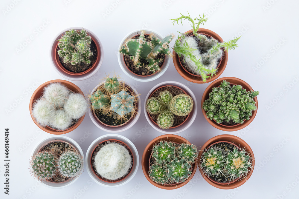 Cactus pot isolated on a white background and brown clay pot, view with copy space for input the tex