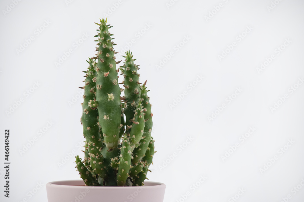 Cactus pot isolated on a white background and brown clay pot, view with copy space for input the tex