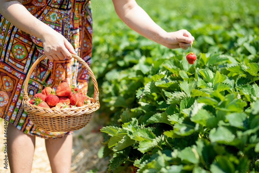 Asian beautiful woman is picking strawberry in the fruit garden on a sunny day. Fresh ripe organic s