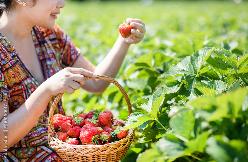 Asian beautiful woman is picking strawberry in the fruit garden on a sunny day. Fresh ripe organic s