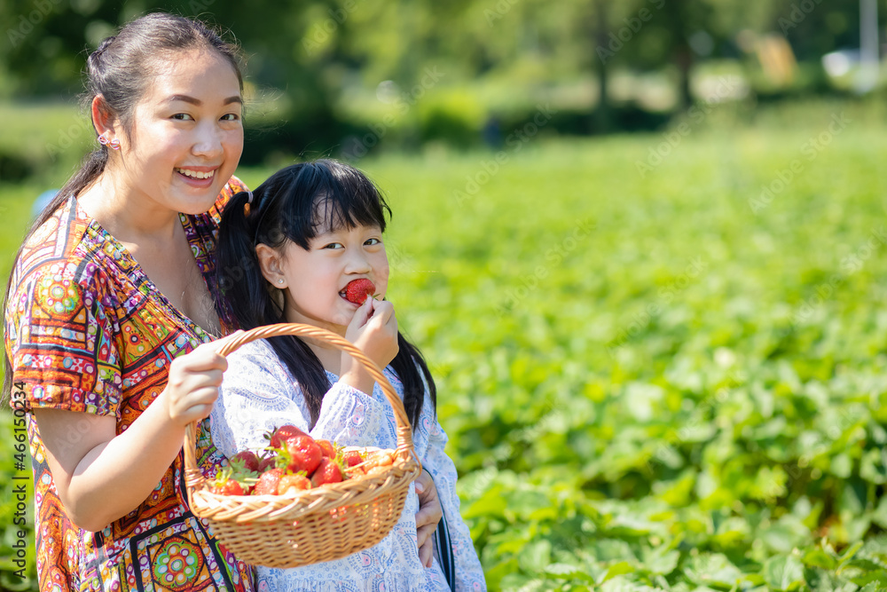 阳光明媚的一天，亚洲妇女和孩子在果园里采摘草莓。新鲜成熟的有机草莓