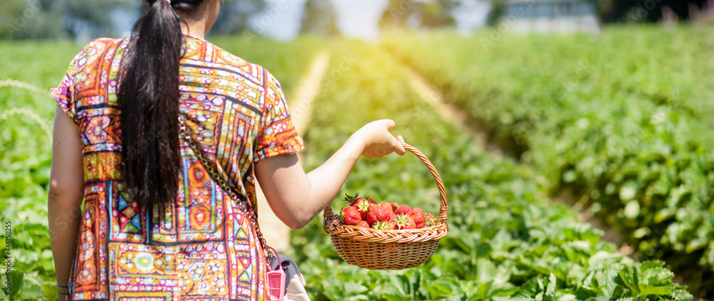 Asian beautiful woman is picking strawberry in the fruit garden on a sunny day. Fresh ripe organic s