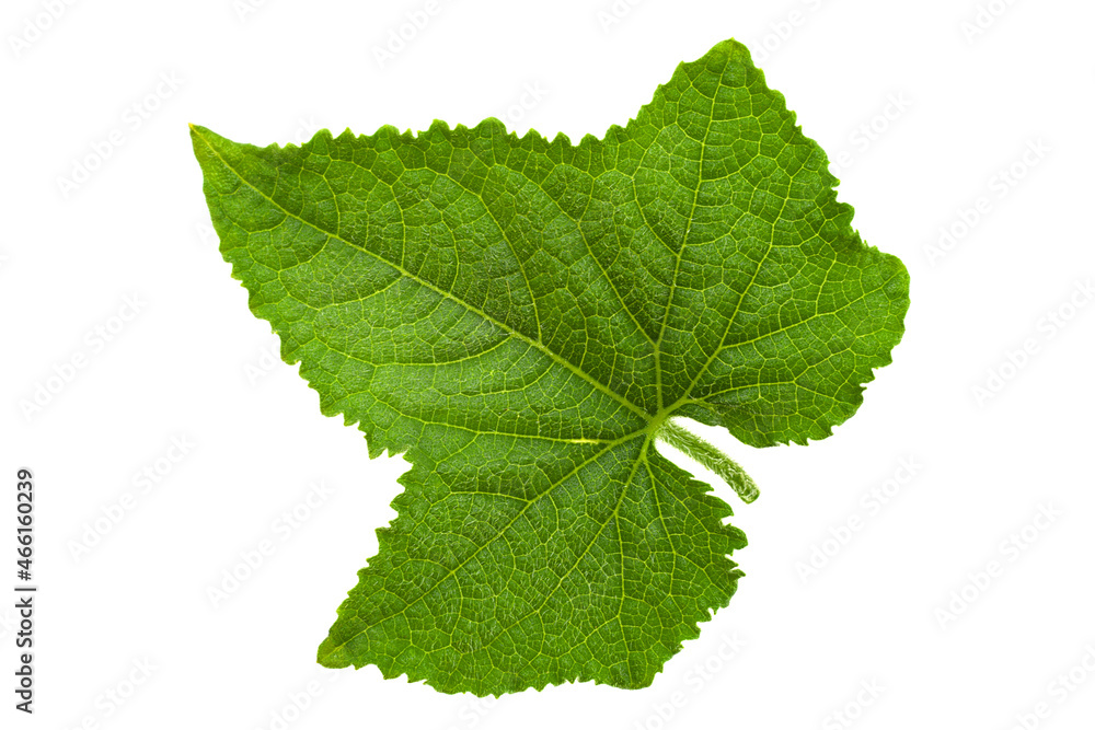 Cucumber leaf on white background