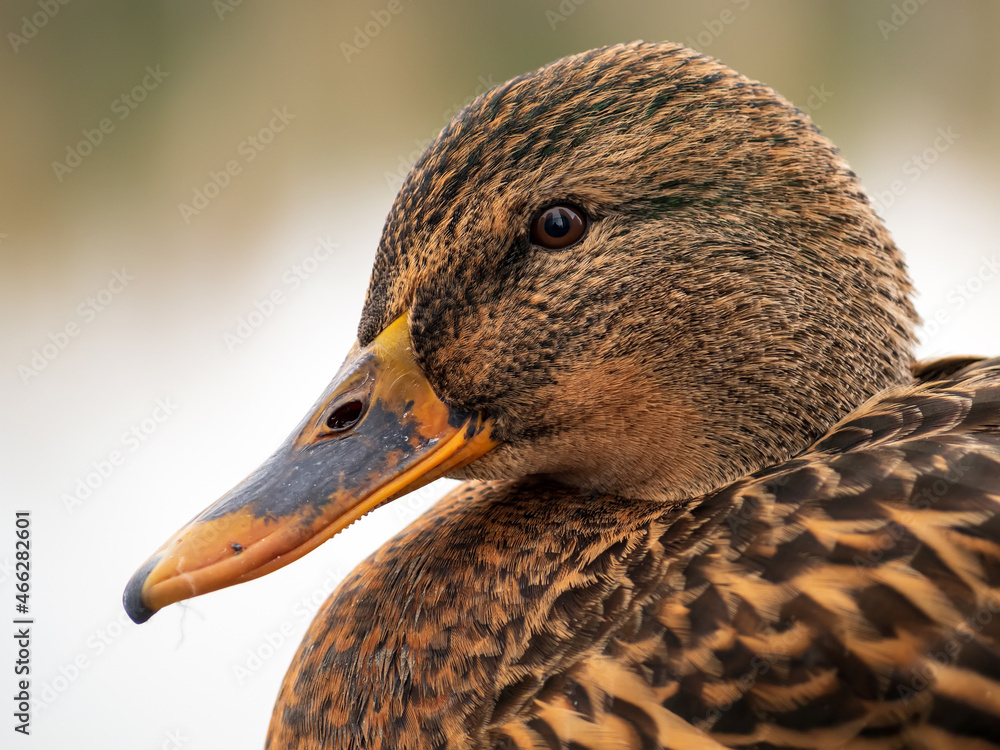 雌性Mallard正在看着相机。鸭子的肖像。特写。模糊的背景