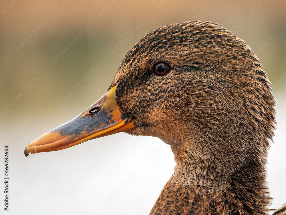 Mallard雌性正在看相机。鸭子肖像。特写。背景模糊