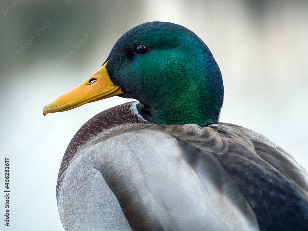 雄性Mallard正看着镜头。鸭子的肖像。特写。背景模糊