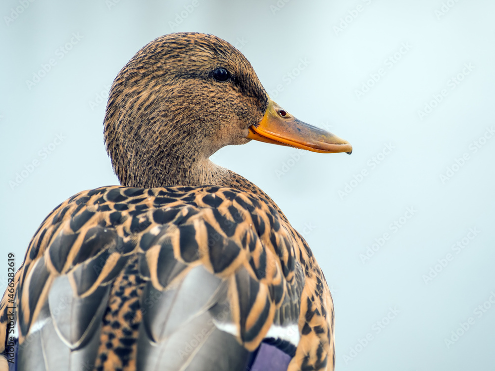 雌性Mallard正在看着镜头。鸭子的肖像。特写。模糊的背景