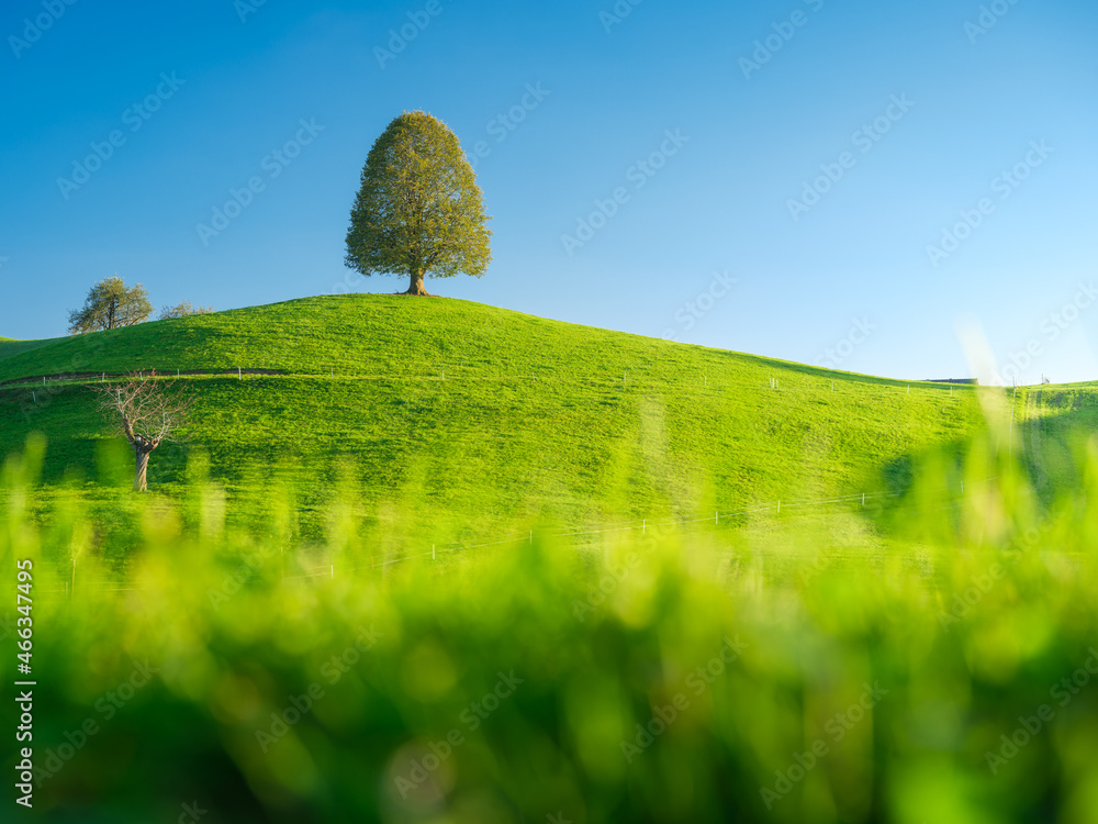 山顶上的树。日落前的风景。动物的田野和牧场。农业用地