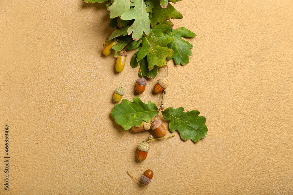 Green oak tree leaves and acorns on color background