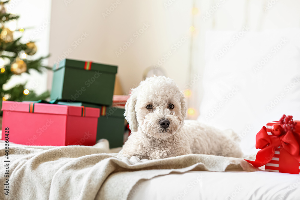 Cute dog with Christmas gifts in bedroom