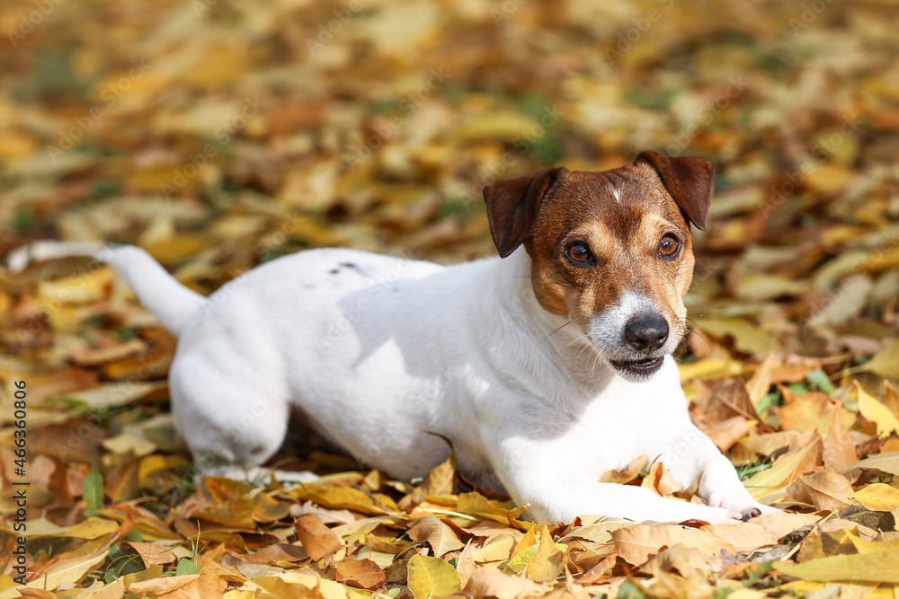 Cute Jack Russel terrier lying on fallen leaves in autumn park